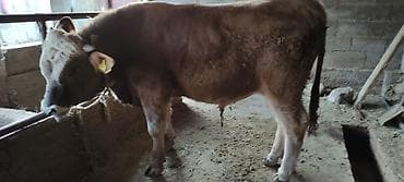 Аквариумы: Продаю | Корова (самка) | На забой | Не стельные — 4