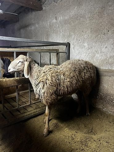 алабай купити: Продаю | Баран (самец) | Арашан — 1