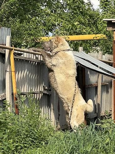 купить собаку таксу: Сторожевая собака крупного типа. - Назначение: охрана двора, участка — 5