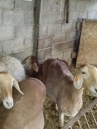 чон: Сатам | Ургаачы кой (ургаачы) | Аргын | Көбөйтүү үчүн | Асыл тукумдуу — 10