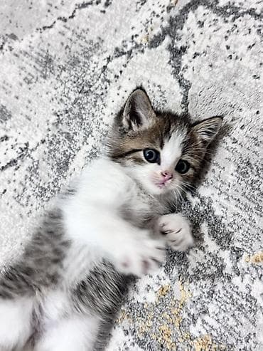 Кошки: Котёнок, короткошёрстный, окрас табби с белым. Описание: - Возраст на — 4