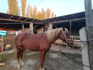 ит рабочий: Продаю | Жеребец | Рабочий | Осеменитель — 8