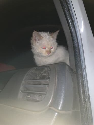 белый котенок с голубыми глазами купить: 4 месяца, Мальчик, Белый, Приучена к лотку — 1