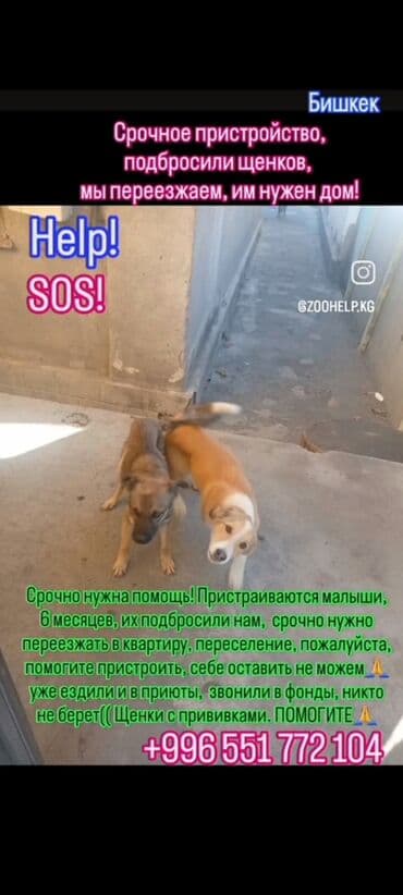 куда можно сдать кошку: Кошка даром: Беспородная, Мальчик — 6