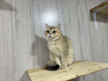 сколько стоит скоттиш фолд: Скотиш Фолд (Шотландская вислоухая), 6 месяцев, Мальчик, Золотая шиншилла, С документами, С прививками, Приучена к лотку — 14