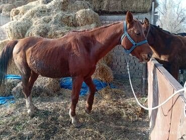 сколько стоит собака породы доберман: Продаю | Кобыла (самка) | Рабочий | Мерин — 3