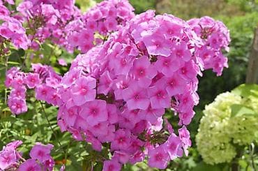 Үй жана бакча: Өзү алып кетүү — 1