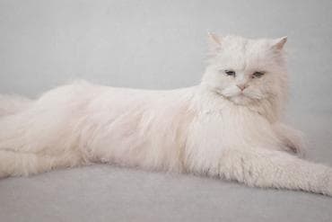 белая персидская кошка: Отдадим в добрые руки. Нашли белого,пушистого кота,район 1 — 2