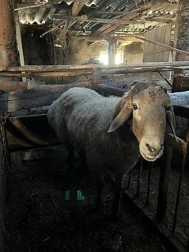 молочные коровы: Продаю | Баран (самец) | Для разведения | Племенные — 1