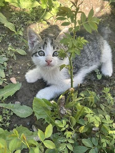 Отдам даром кошку: Котята мальчишки и одна девочка Отдадим в добрые руки ДОСТАВИМ по — 4