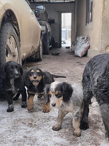 Услуги ветеринара: Щенки породы спаниель Описание: - Помёт от рабочих/семейных спаниелей — 1