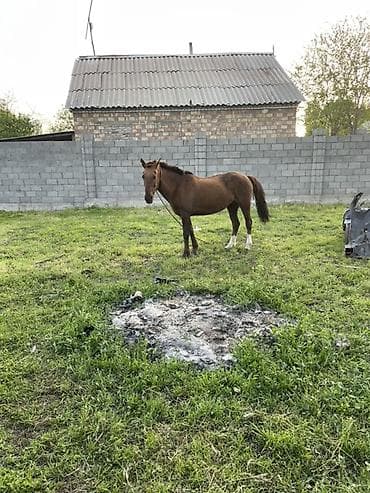 беде пресс: Продаю | Кобыла (самка) | Рабочий — 1