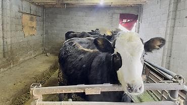 карова уй: Продаю | Бык (самец) | На откорм | Привязанные — 8