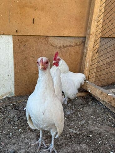 сколько стоит немецкая овчарка в бишкеке: Продаю | Петух, Куры — 2