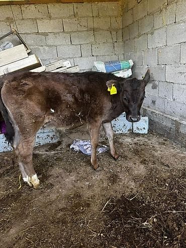 уй сатылат бишкек 2022: Сатам | Музоо | Бордоп семиртүү үчүн — 1