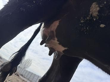 перва телка: Продаю | Корова (самка) | Для молока | Привязанные — 4