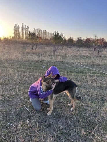 Восточноевропейская овчарка, 1 год, Самка