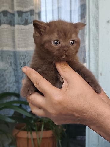Кошки: Британские короткошёрстные котята - Порода: британская — 7