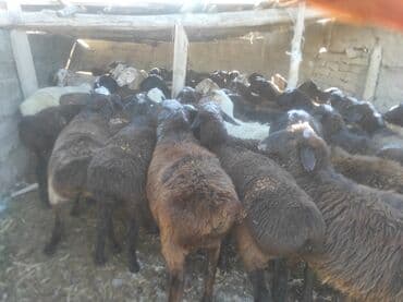 показы 1 354 72 договорная кошка даром британская короткошёрстная 1 год мальчик метис 2 позвонить написать: Сатам | Ургаачы кой (ургаачы) | Көбөйтүү үчүн | Ургаачы — 2