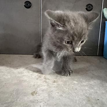 Котята, домашние, короткошёрстные. Отдадим в добрые руки котят! — 2