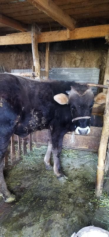 big 6: Продаю | Бык (самец) | Швицкая | На откорм | Привязанные — 3