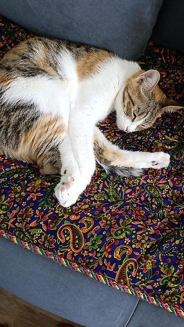 Одеяла и пледы: Плед, Все сезоны — 1