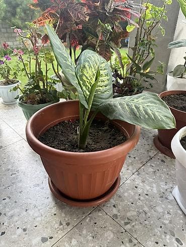 Үй жана бакча: Диффенбахия (Dieffenbachia) в горшке - Декоративно-лиственное — 1
