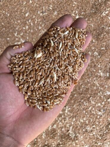 Иттер: Улпак отруби кебек — 10