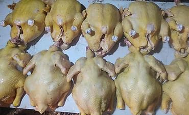 курица халал: Домашняя курица, желтокожая (деревенская). Тушки целые, без головы и — 2