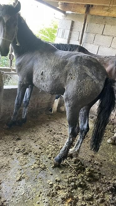 зоомагазин бишкек птицы: Продаю | Жеребец | Для разведения — 2