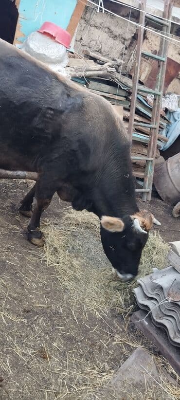 продаю в связи с переездом: Сатам | Уй (ургаачы) | Көбөйтүү үчүн | Асыл тукумдуу — 3