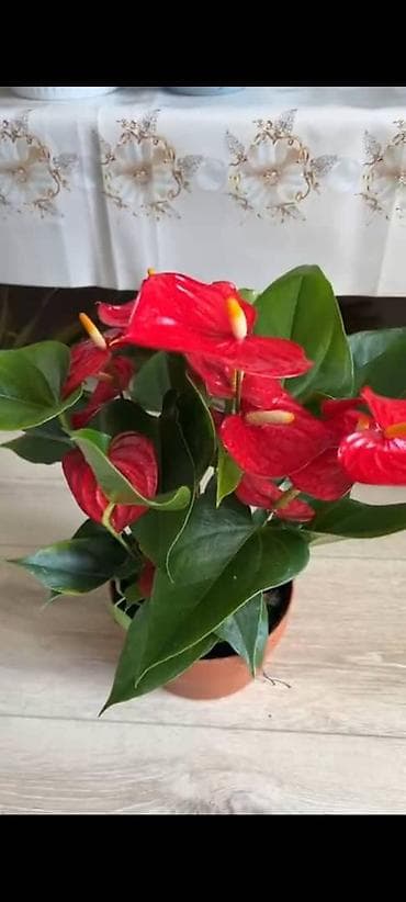 для мусульман: Антуриум (Anthurium andreanum) в горшке. - Декоративно-цветущее — 1