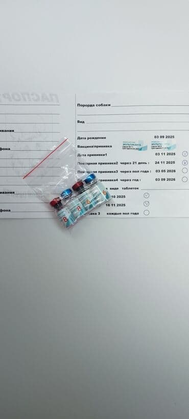 Продажа собак: Немецкая овчарка, 3 месяца, Самка, С прививкой — 8