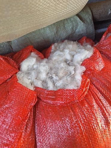 ак жугору: Сатам | Ургаачы кой (ургаачы) — 1