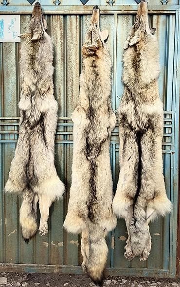 рефленый лист: Ковер Шкура — 3