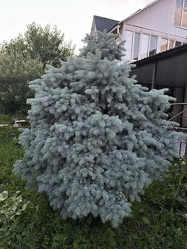 елки где купить: Ель голубая высота 3-метра (Picea pungens) — взрослая декоративная — 2