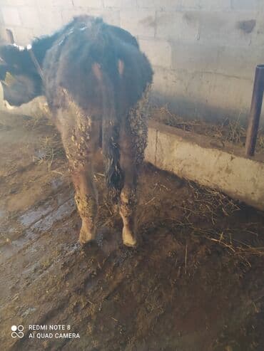 Кемирүүчүлөр: Сатам | Кунаажын | Байланган — 1