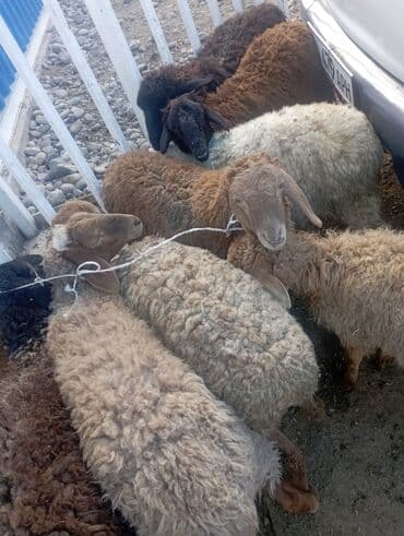 Другие животные