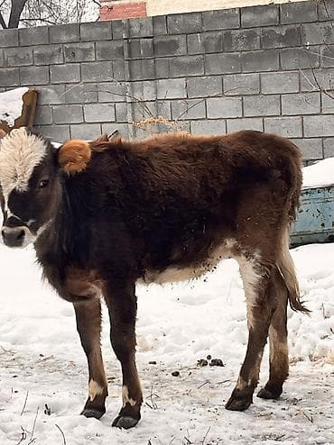 Продаю | Тёлка | На откорм, Для разведения, Для молока | Отела не было