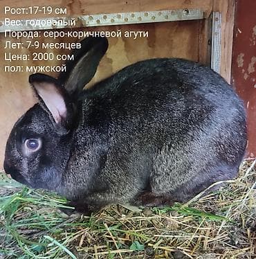 Кролики: есть и декоративные и для размножения - Возраст: 7–9 — 3