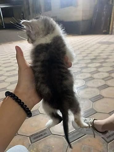 кошка котенок: Котёнок, полосатый табби с белыми лапками и грудкой. - Возраст — 3
