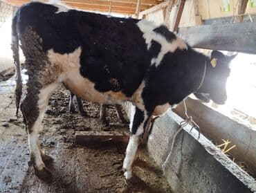dog chow: Продаю | Корова (самка), Тёлка, Музоо, торпок — 2
