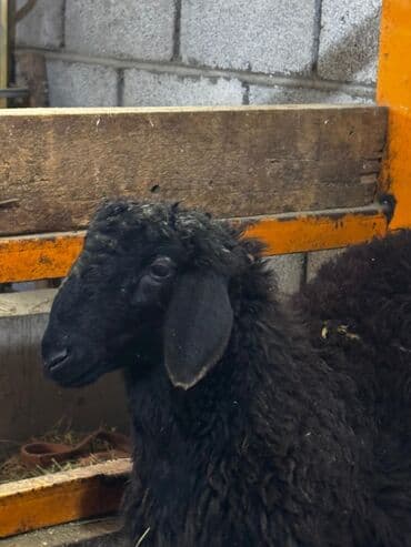 аталык корм: Сатам | Ургаачы кой (ургаачы) | Көбөйтүү үчүн — 4