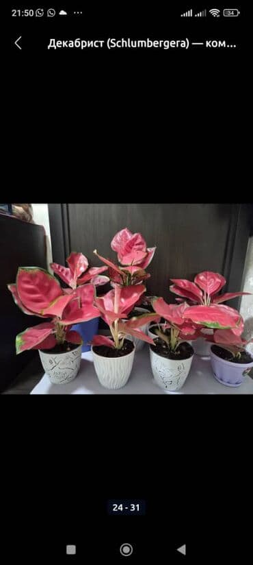 искусственные розы: Антуриум в горшке - Декоративно-цветущее комнатное растение с — 6