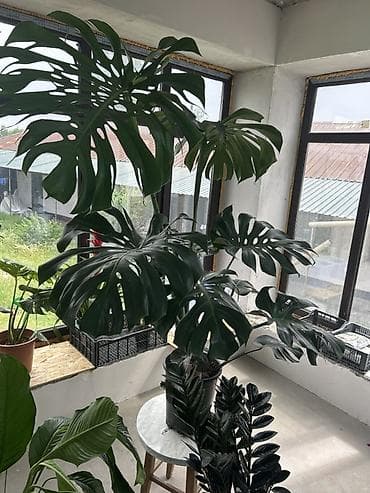 деликатес: Монстера делициоза (Monstera deliciosa) в горшке - Крупное комнатное — 2