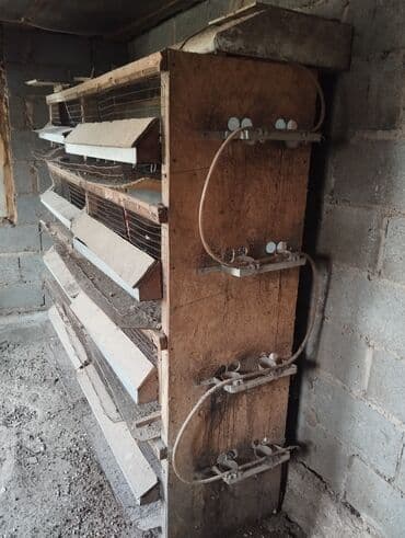 продам бу оборудование для птицефабрики: Бодоно багуу учун клеткалар сатылат колдонулган — 2