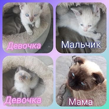 Продажа кошек: Милые котята ищат своих любящих и заботливых хозяев им 1,5 месяца — 1