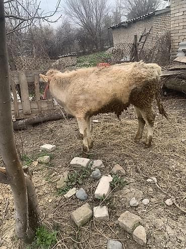 сментал бык: Продаю | Бык (самец) | Полукровка, Швицкая | На откорм | Привязанные — 10