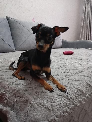 Той-терьер, 1 год, Самец