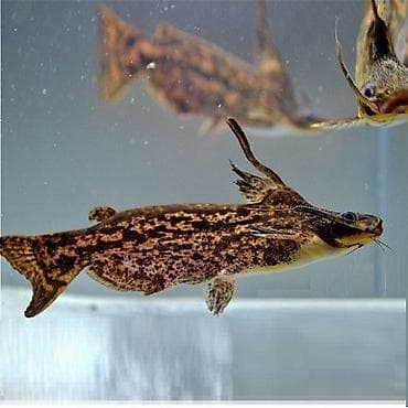 Животные: Аквариумная рыба: сом-бабочка (семейство Mochokidae, род Synodontis) — 1